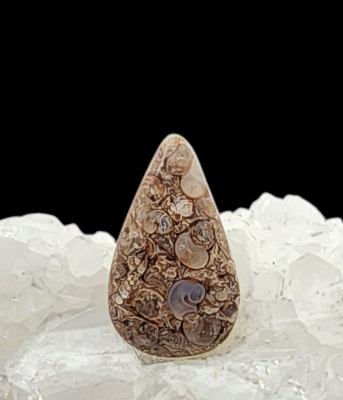 Turritella Agate Cabochon